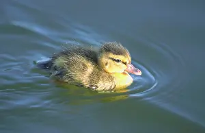 Anus: Mallard - Duckling