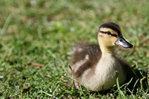 Duckling: Mallard duckling