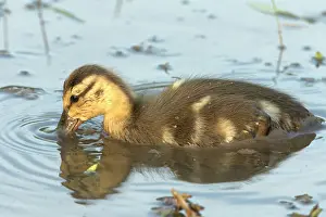 Duckling: Mallard - duckling