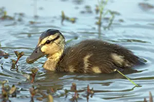 Duckling: Mallard - duckling