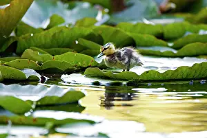 Duckling: Mallard duckling, Anas platyrhynchos, Stanley