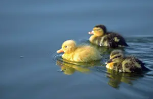 Anus: Mallard - Ducklings