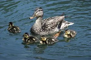 Ducklings: Mallard with ducklings