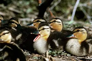 Ducklings: Mallard Ducklings