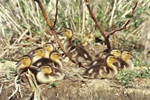 Ducklings: Mallard Ducklings