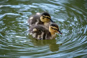 Mallard: Mallard ducklings