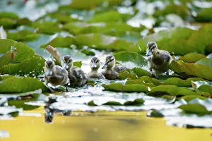 Duckling: Mallard ducklings, Anas platyrhynchos, Stanley