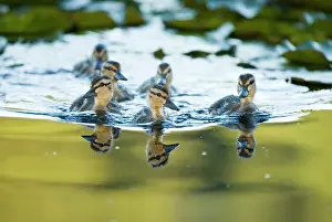 Duckling: Mallard ducklings, Anas platyrhynchos, Stanley