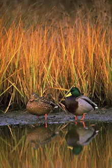 Mallards: Mallard ducks