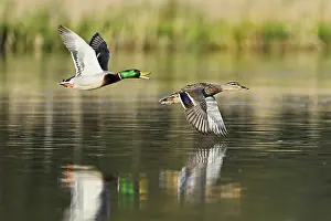 Mallard: Mallard ducks (Anas platyrhynchos)