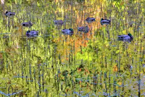 Armed: Mallard Ducks (Anas platyrhynchos), Victoria