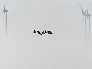Mallard: Mallard Ducks, - flock flying in fog with wind turbines