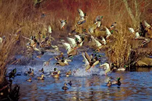 Flushing: Mallard Ducks - flushing or jumping