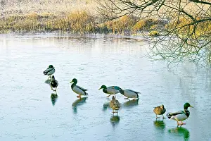 Anus: Mallard ducks gather on a frozen lake
