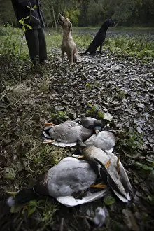 Killed: Mallard ducks killed during a hunt time France