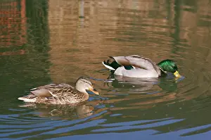 Roberta Gooders: Mallard DUCKS - male and female dabbling