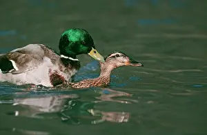 Holds: Mallard DUCKS - pair mating in water. Male holds