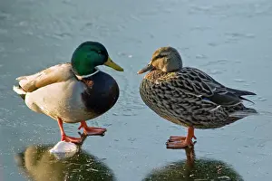 Anus: Mallard Ducks - pair standing on frozen pond