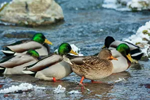 Mallard: Mallard ducks take refuge on flowing stream away from their