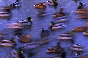 Mallards: Mallard ducks swimming