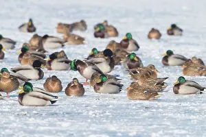 Drake: Mallard Ducks Winter