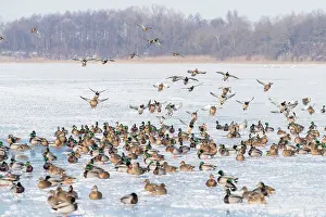 Drake: Mallard Ducks Winter