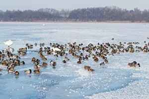 Drake: Mallard Ducks Winter