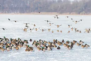 Drake: Mallard Ducks Winter