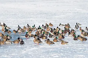 Drake: Mallard Ducks Winter