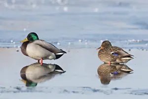 Drake: Mallard Ducks Winter