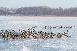 Drake: Mallard Ducks Winter