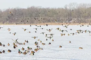 Drake: Mallard Ducks Winter