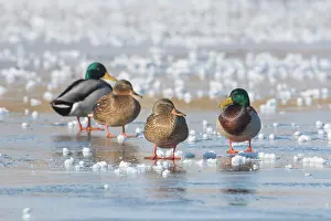 Drake: Mallard Ducks Winter