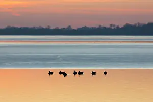 Drake: Mallard Ducks Winter