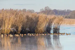 Drake: Mallard Ducks Winter