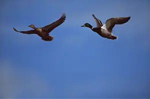 Mallards: Mallard DUCKS - x two in flight, male and female