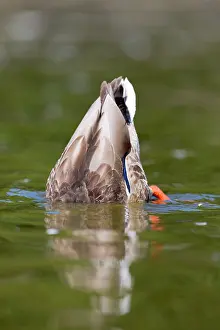 Eclipse: Mallard - with eclipse plumage upending