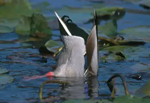 Tipping: Mallard Feeding