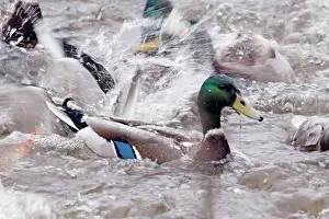 Frenzy: Mallard - feeding frenzy