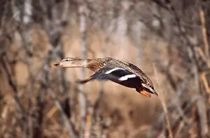 Mallards: MALLARD - female in flight