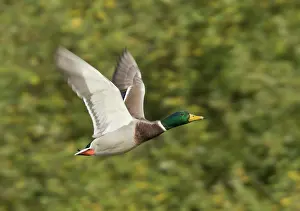 Soaring: Mallard - in flight