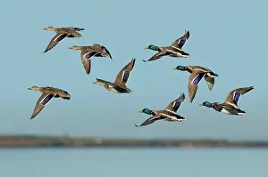 Flocking: Mallard flock flying