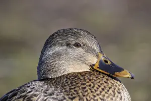 150617: Mallard head shot