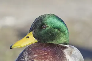 150617: Mallard head shot