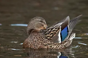 Rick: A Mallard hen (Anas plathyrhynchos) preening