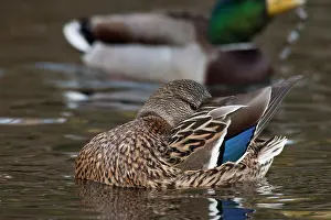 Rick: A Mallard hen (Anas plathyrhynchos) preening