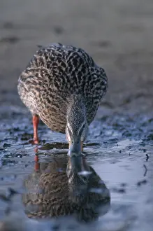 Boise: Mallard Hen Drinking