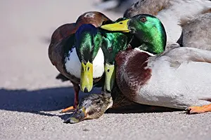 Mallard: Mallard - hybrid - group of males try to mate with female