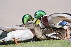 Mallard: Mallard - hybrid - group of males try to mate with female