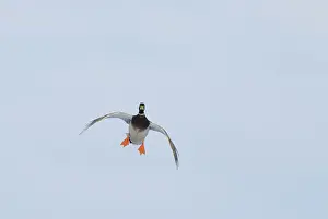 Webbed: Mallard Landing